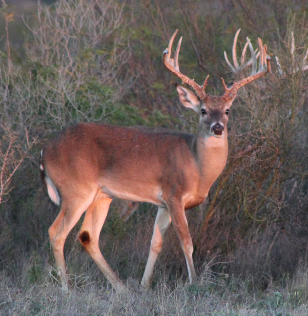 La Mesa Ranch property